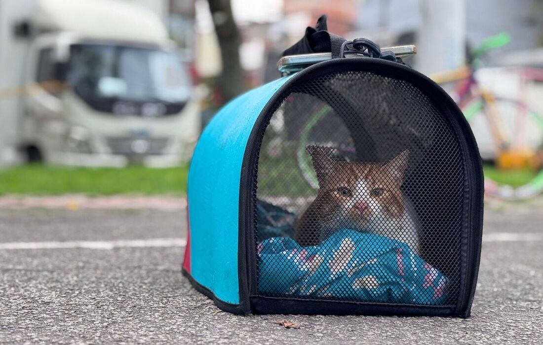 Todo lo que debe saber antes de viajar con su animal de compañía en estas vacaciones de mitad de año